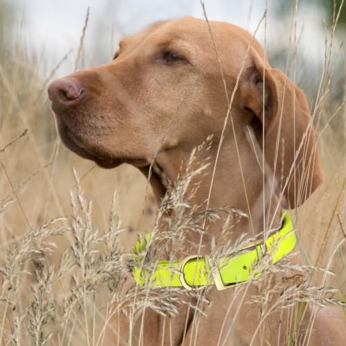 Image of Viper Biothane Heavy Duty Waterproof Dog Collar Strong Coated Nylon Webbing w /Solid Brass Hardware Odor-Proof Easy to Clean High Performance Fits Small Medium or Large Dogs, Safety Yellow