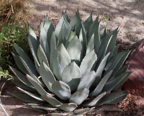 Lechuguilla - Agave palmeri de Palmer, más de 10 semillas, planta suculenta E 348