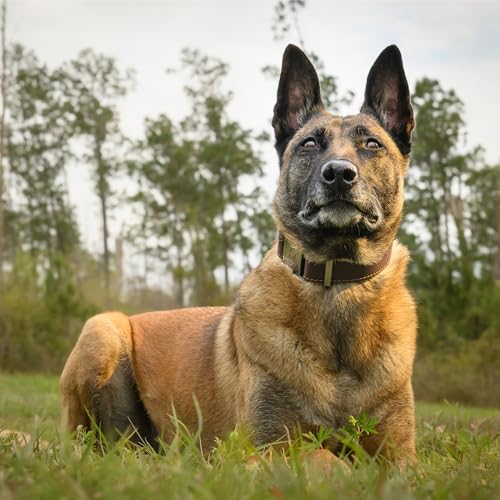 ADITYNA Hundehalsband aus Leder mit Metallschnalle, strapazierfähig, verstellbar für große und extra große Hunde, Spaziergänge und Training (Braun, passend für Halsumfang von 48,3–76,2 cm)