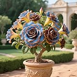 Rosa del desierto, son perennes y crecen rápido.-1tubérculos-D