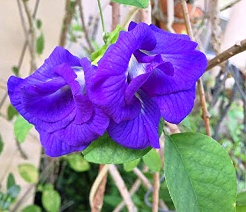 Bhajanlal Greenery Live Blue Double Flowering Aparajita, Clitoria Ternatea, Asian Pigeonwings, Butterfly Pea Medicinal Flower Plant - 1 Live Plant (B08JV4NCYM) Amazon Price History, Amazon Price Tracker