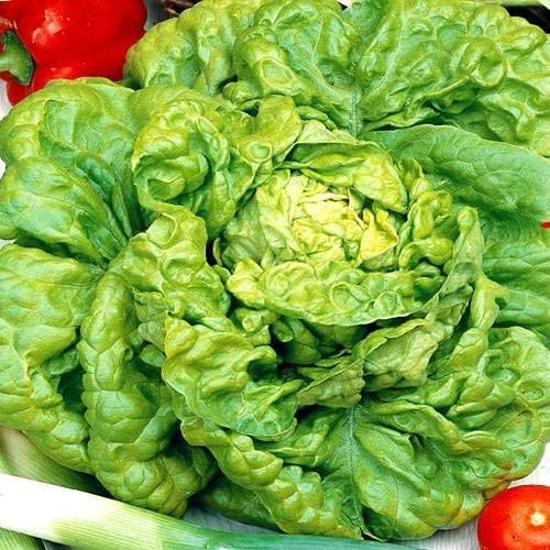 VibeX Lettuce All Year Round Seeds-500 Seeds (B0BBGP8CRR) Amazon Price History, Amazon Price Tracker
