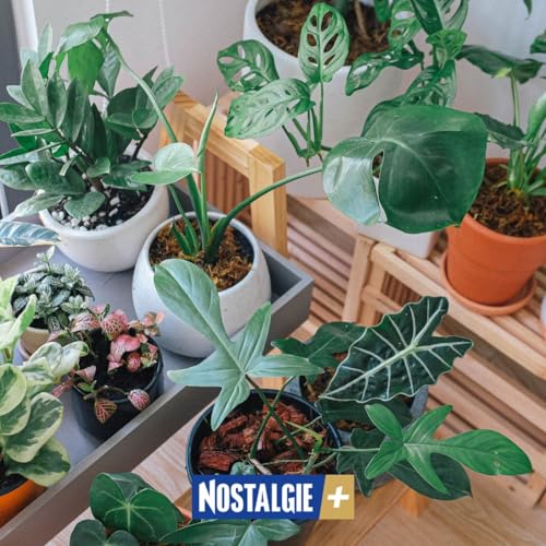 Connexion Nature &ndash; Le pouvoir vibratoire des plantes