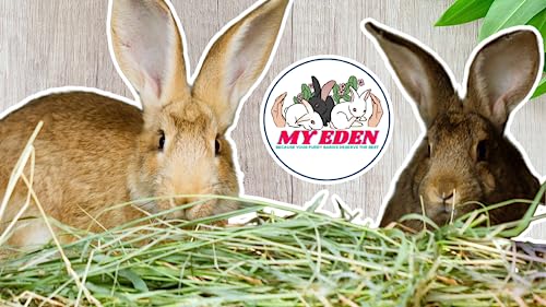 My-Eden-Timothy-Natural-Hay-for-Rabbits-Guinea-Pigs-and-Hamsters-for-All-Life-Stages-HIGH-Fiber-Food-950-Grams