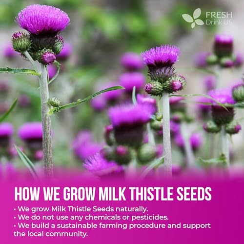 Image of FreshDrinkUS, Premium 16oz Milk Thistle Seeds, 100% Natural & Pure, Herbal Tea, Daily Infusion Botanical, No Sugar, No Caffeine, No Gluten, Vegan. Rich in Antioxidants
