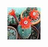 Seeds & Plants Shop by Ipsa