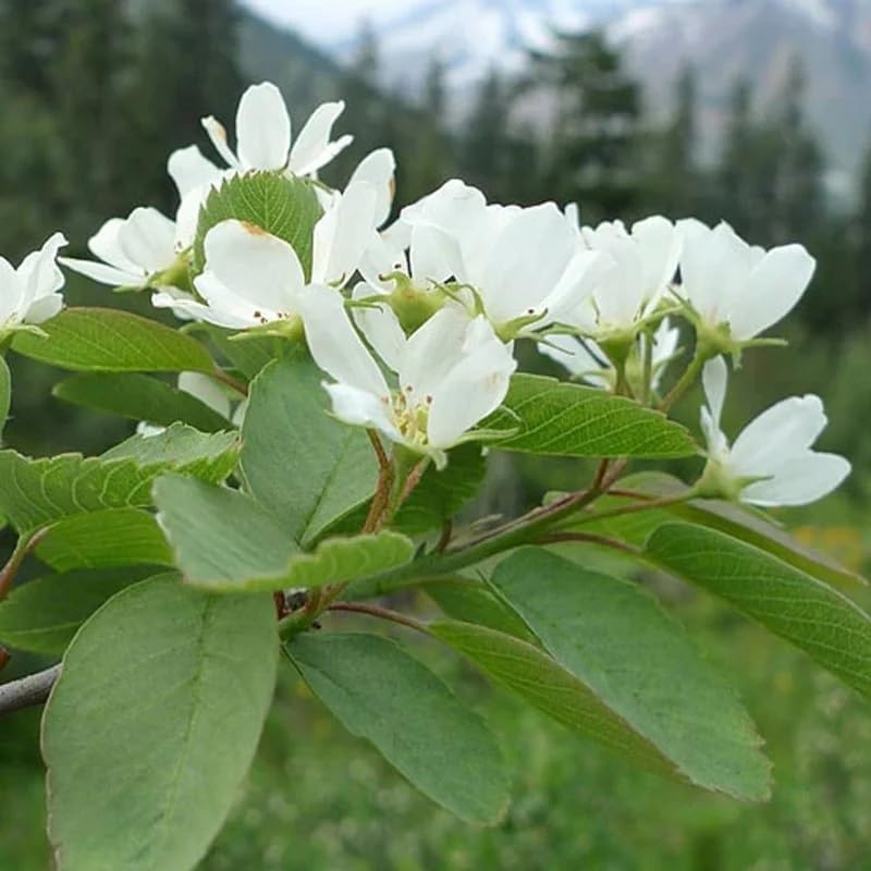 Saskatoon Serviceberry Fruit, Amelanchier Alnifolia O Shadberry Madurando En El Jardin