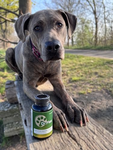 Dr. Flex Probiotika Hund Komplex 110 vegane Kapseln Hochdosiert zur Verdauungsunterstützung und Darmflora Aufbau mit Lactobacillus Acidophilus Lipase Cellulase Protease für Senioren Sensible Hunde
