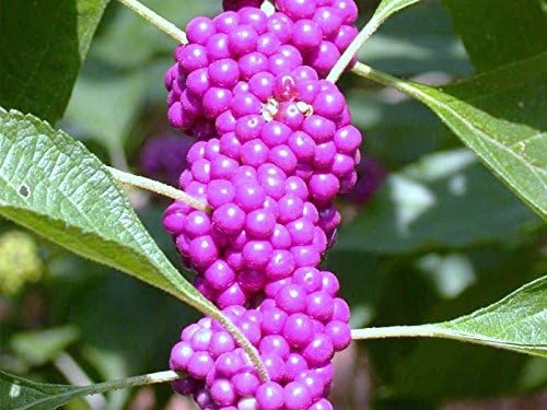Miniatura 2 de Callicarpa Americana Beautyberry Exótico Florida Native Fruit Bird Seed 30 Semillas