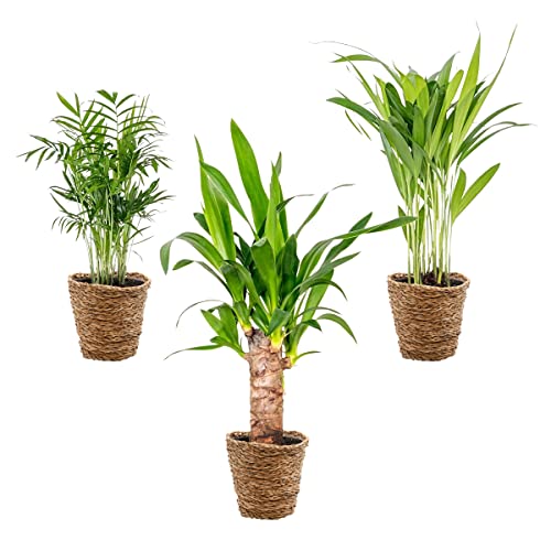 Bloomique - Lot de 3 - Mélange de palmiers tropicaux avec panier en jonc de mer - Facile à entretenir - 20-45 cm