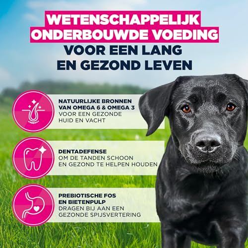 Eukanuba Hondenvoer Droog met verse kip voor grote rassen, premium droogvoer voor volwassen honden, 15 kg - Afbeelding 6