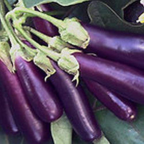 Oriental Fingerlings Eggplant Seeds (40 Seed Pack)