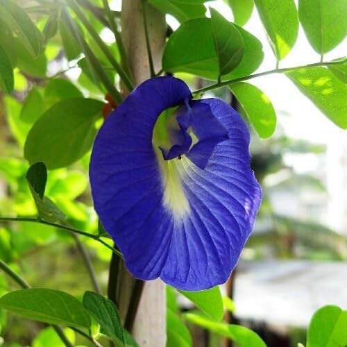Image of live plants (BLUE APRAJITA)