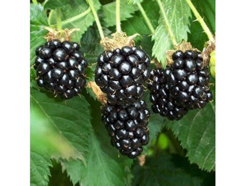 PERAGASHOP 1 Blackberry Plant Chester Rubus Fruticosus from Big and Sweet Fruits