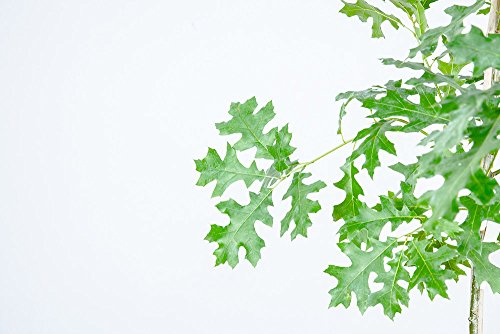 Perfect Plants Nuttall Oak Tree Live Plant, 4-5Ft, Includes Care Guide #TOP5