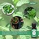 DasXgut – Pfefferminzöl 30 ml – BIO zertifiziert zum Verzehr – Reines öl aus Griechenland – ätherische Öle – Duftöl Diffuser – Zertifiziertes Lebensmittel [100% NATURREIN] E5004113-RO-ECO-026