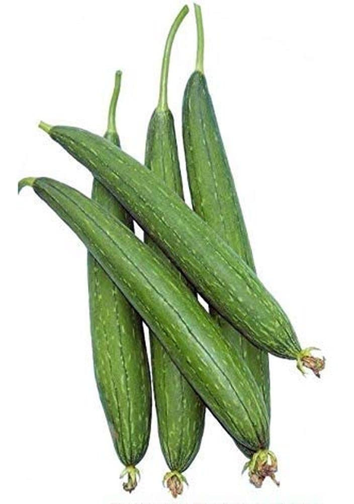 Flare Seeds Sponge Gourd Torai Seeds Pack of 105 Seeds (B09CBG2SW2) Amazon Price History, Amazon Price Tracker