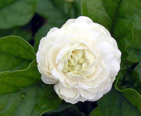 9GreenBox - Arabian Jasmine Plant - Grand Duke of Tuscany - Fragrant - 4" Pot