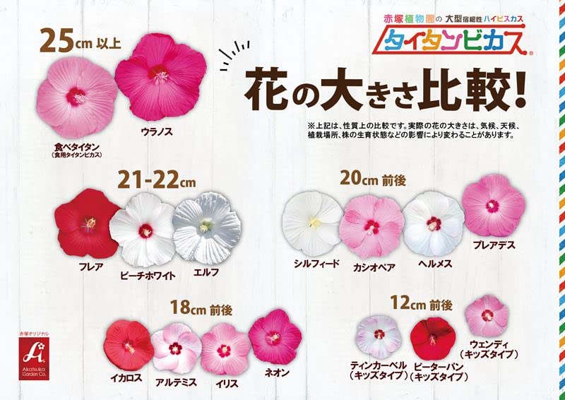 Amazon | (株)赤塚植物園 ①タイタンビカス ピーチホワイト苗 3.5号 | 花