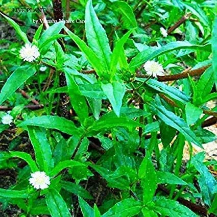 Gagan Eclipta Live Bhringraj Plant Real Plant for Home Garden |Pack of 1| (B0C1SCK4BC) Amazon Price History, Amazon Price Tracker