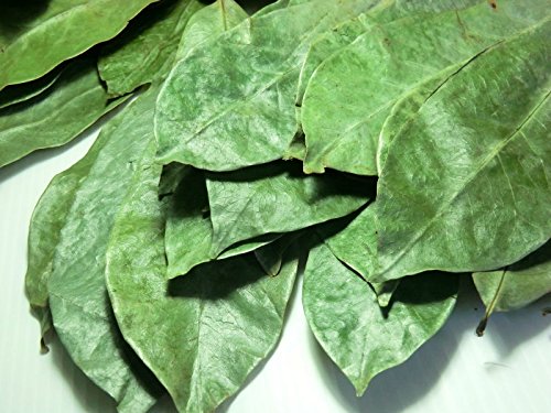 Purelifeherbs Organic Soursop Leaves/Organic Graviola Leaves-(Over 200 Leaves) #TOP3