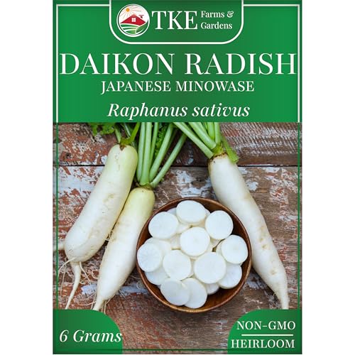 TKE Farms & Gardens - Daikon Radish Seeds for Planting, 500+ Heirloom Non-GMO Seeds, Japanese Minowase, Fast-Growing & Low-Calorie Superfood, Great for Pickling & Cover Crops, Instructions Included