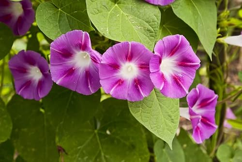 Miniatura 5 de Scarlet O'Hara Morning Glory Seeds para plantar, más de 50 semillas de flores por paquete, semillas de jardín de Isla (semillas de jardín de Isla),