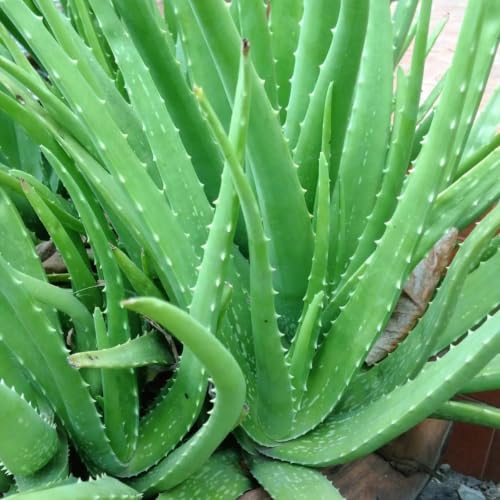 Image of Aloe Vera Plant with Pot - Natural Air Purifier & Healing Succulent for Home and Office Decor - Easy to Maintain Indoor Plant for Freshness, Positive Energy & Green Aesthetic (pack of 1)