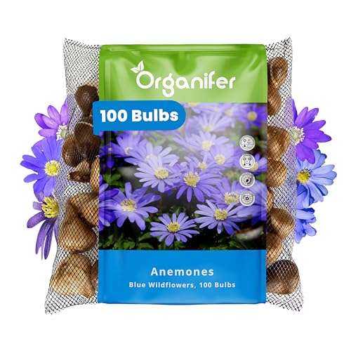 100 Blaue Anemonenzwiebeln - Xxl-Zwiebel 5 Cm - Anemone Blanda Blue Shades - Für Einen Farbenfrohen Frühlingsgarten, Rabatten Und Töpfe - Premium-Qualität - Organifer