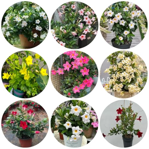 dipladenia kaufen - mandevilla - zaun deko vines, schattenpflanzen winterharte kübelpflanzen gartenblumen 130samen