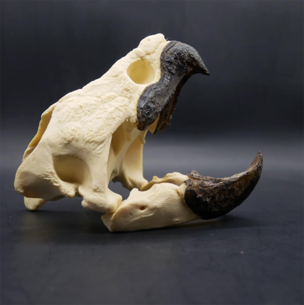 Original Alligator Turtle Skull Model Taxidermy Real Animal Skull,Animal Bones Real for Craft,Skull Decoration for Home, Specimen Collectibles Study 16cm