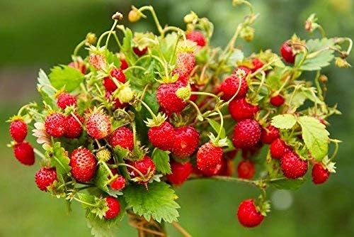 Wild Strawberry Regina Seeds - Fragaria vesca - 320 Seeds