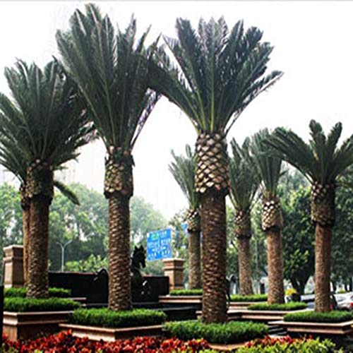 strimusimak Outdoor Garden Delonix Regia Tree Seeds, Plant Seeds Street Field Decor - 10 pcs 10pcs