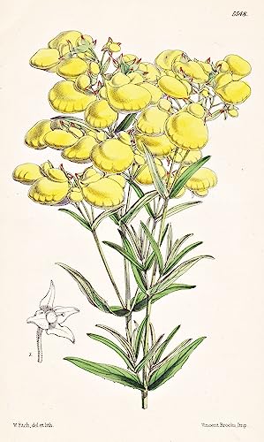 Calceolaria Hyssopifolia. Hyssop-leaved Calceolaria. Tab. 5548 - from the 