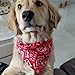 SULIUDAJI 2 Stück Hunde Bandana Kopftücher, Hundehalstuch Mit Halsband, Dreieckstuch Halsdreiecke Hundehalstcher, Einstellbare Hund Halstuch Für Welpen Kleine Große Hunde Und Katzen