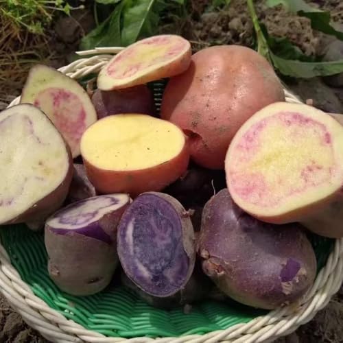 pflanzkartoffeln alte sorten - mehrjährige winterhart garten bio 200samen