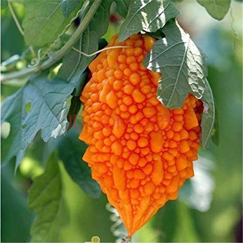 10+ Momordica Vegetable Seeds Annuals Bitter Melon (Gourd) Vine Heirloom Home Garden Non-Gmo #TOP3