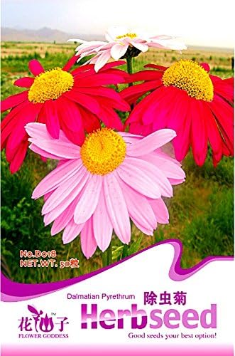 Amazon Co Jp 菊cinerariifoliumレッドピンク除虫菊の花の種 オリジナルパック 50種子 パック モスキート撥花d018 Diy 工具 ガーデン Amazon Co Jp 菊cinerariifoliumレッドピンク除虫菊の花の種 オリジナルパック 50種子 パック モスキート撥花d018 Diy 工具 ガーデン