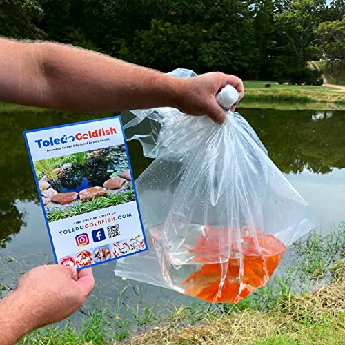 Comet Goldfish From Toledo Goldfish, Variety Of Colors And Patterns - Perfect For Ponds, Aquariums, Or Tanks - 3-4 Inches, 10 Count #TOP4
