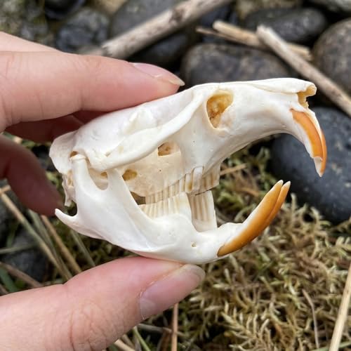 Image of Taxidermy Real Muskrat Animal Skull Decor - Model Animals Bones Specimen,Taxidermy Supplies for Science Education,Collection (Muskrat)
