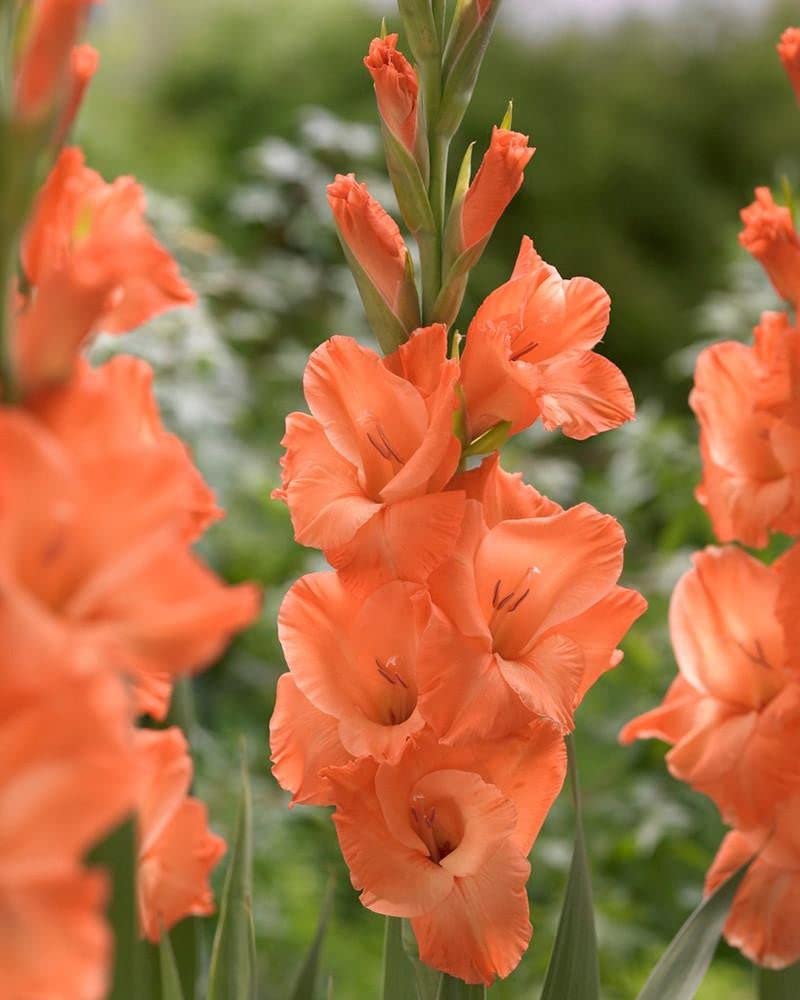 LIVE GREEN Gladiolus Orange Flower Bulbs - Pack of 5 Bulbs, (LIVE-BULB01) (B09RHNDQT6) Amazon Price History, Amazon Price Tracker