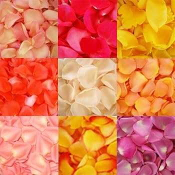 6000 Fresh Rose Petals Assorted - Perfect for DIY Projects - Fresh Rose Delivery