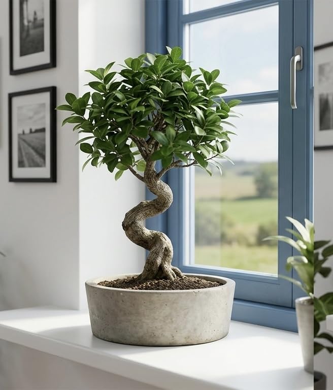 Ficus Microcarpa Bonsai live plant tree, Chinese Banyan tree bonsai Live Plant,Without pot/China Bot indoor Plant, for Gifting and Home Decor/Air purifiering indoor Plant, Green Foliage, (pack of -1)-image-27