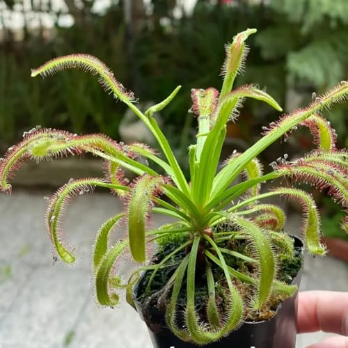 Sonnentau Fleischfressende, pflanzensamen zimmerpflanzen Sonnentau, Drosera capensis, deko wohnzimmer 400pcs