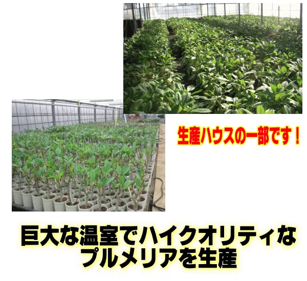 Amazon.co.jp: プルメリア パープルジャック 5号鉢 ☆スタンダード品種