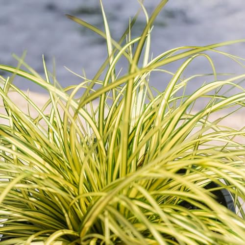 Carbeth Plants Carex Evergold Plants 3 x 9cm Pots - Evergreen Japanese Sedge Green & Gold Variegated Foliage Ornamental Grass - Compact Low Maintenance Garden Plant for Borders, Pots & Rockeries