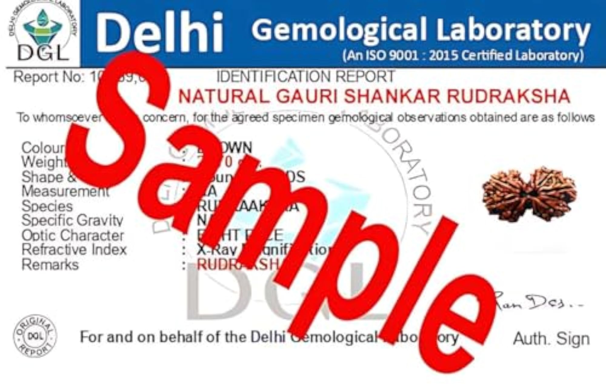 Gauri Shankar Rudraksha Certified Twin Beads