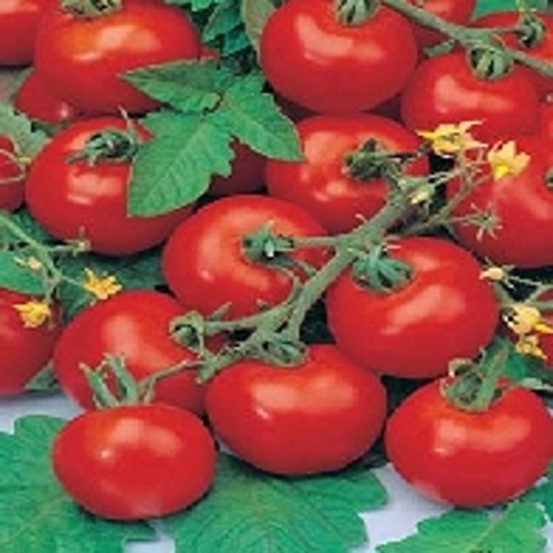 Heirloom Non GMO SUB Arctic Plenty Tomato 50 Seeds Great for Hanging Baskets