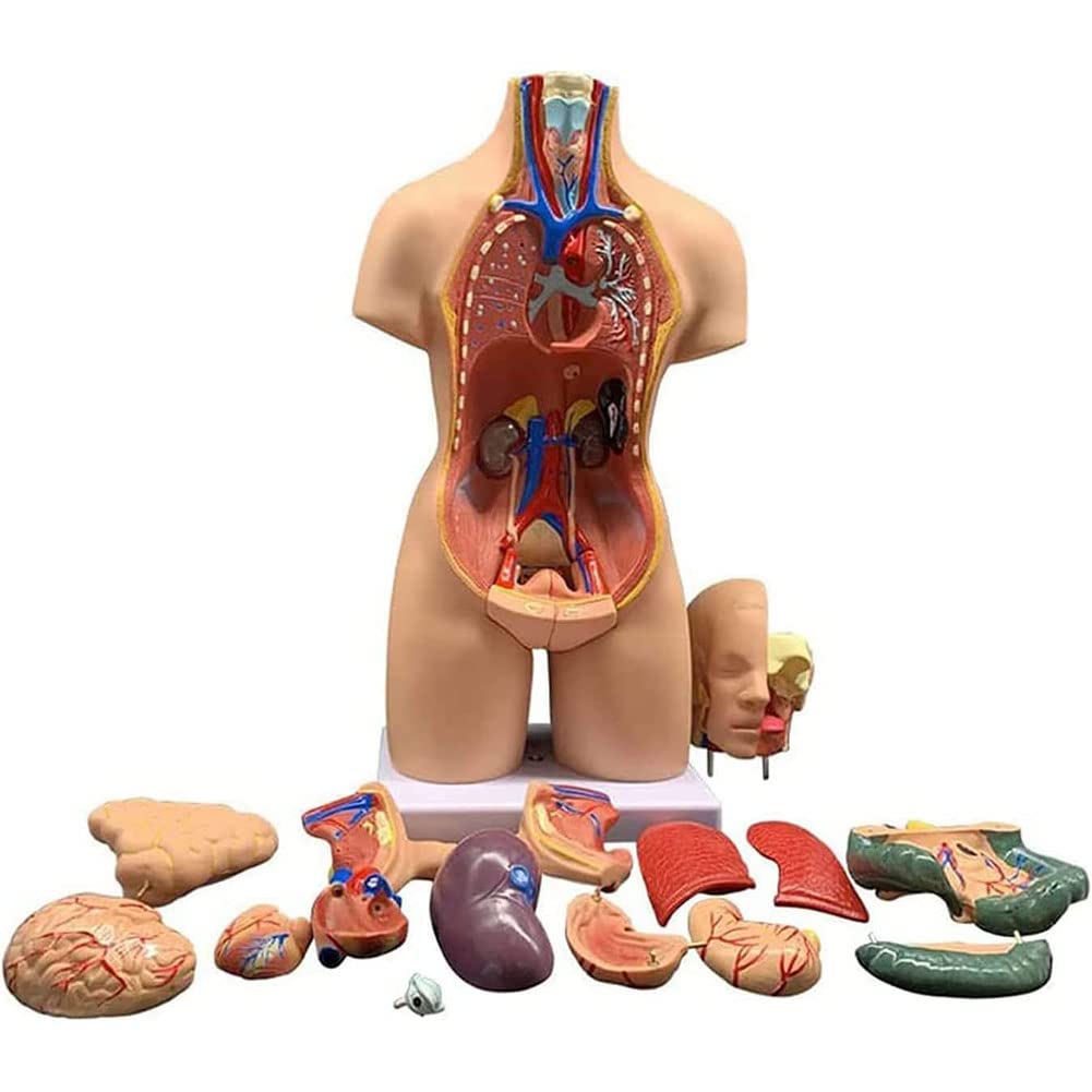 Model człowieka anatomiczne narządy ludzki tułów 4D anatomiczny model montażu, zdejmowany model anatomii człowieka, model tułowia narządy ludzkie do edukacji szkoły narządy wewnętrzne 55 cm model