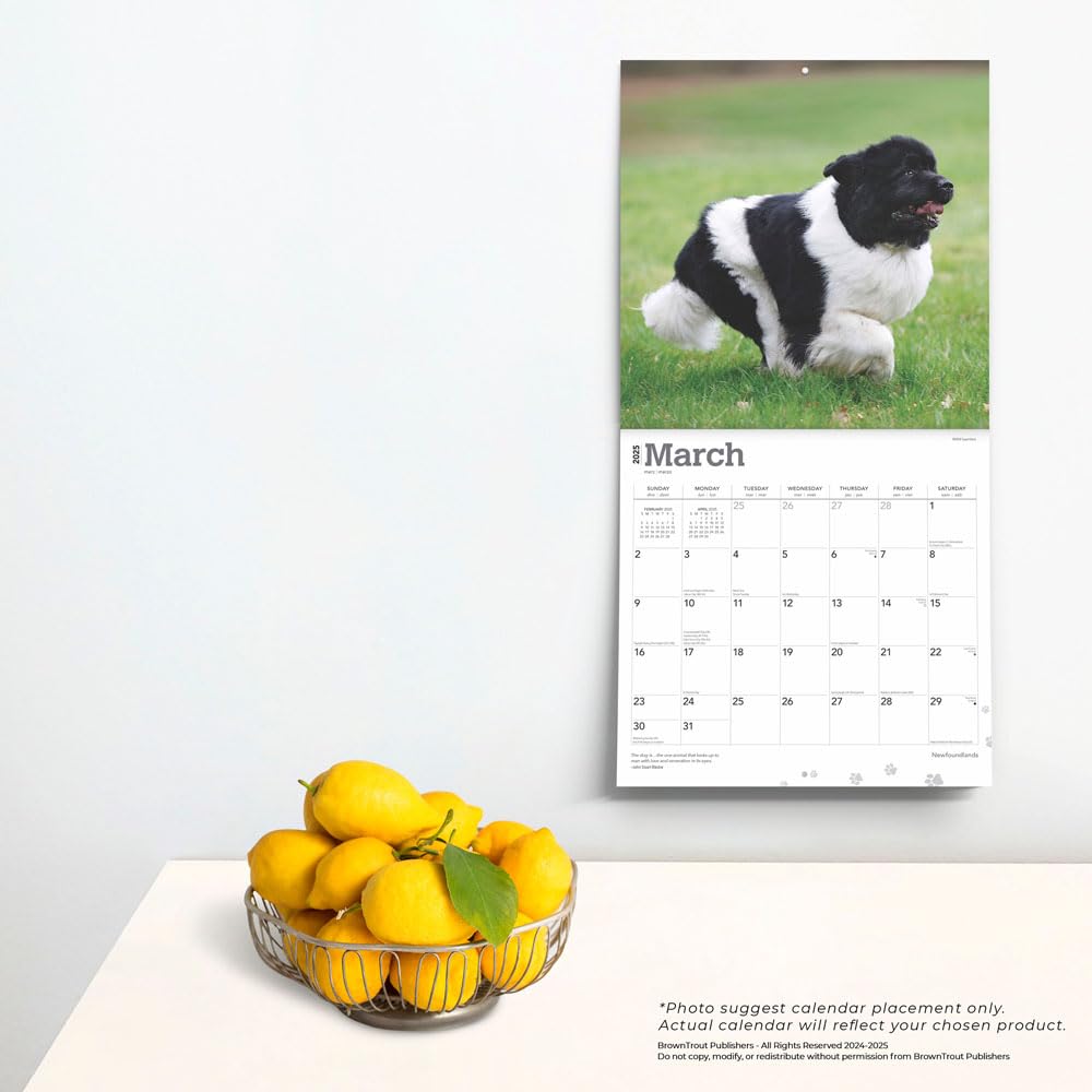 Amazon | 2025年 ニューファンドランド犬 カレンダー/ブラウントラウト